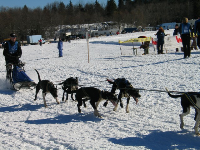 Sled dog 2007 - foto povečava