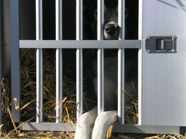 Sled dog 2007 - foto