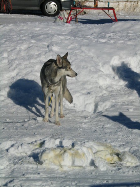 Sled dog 2007 - foto