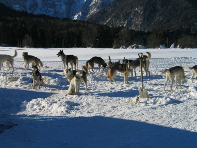 Sled dog 2007 - foto povečava