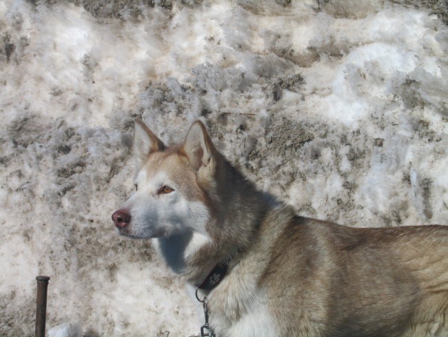 Sled dog 2006 - foto povečava