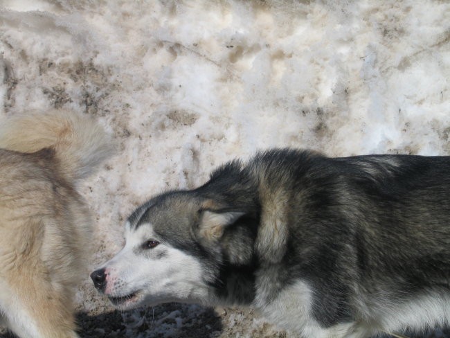 Sled dog 2006 - foto povečava