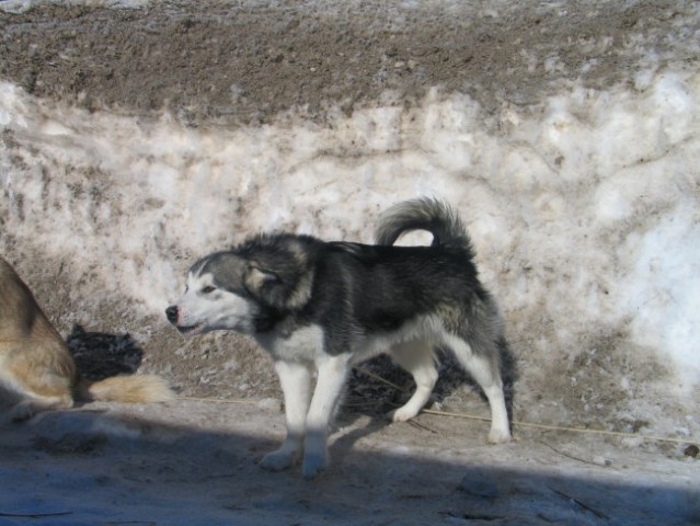 Sled dog 2006 - foto