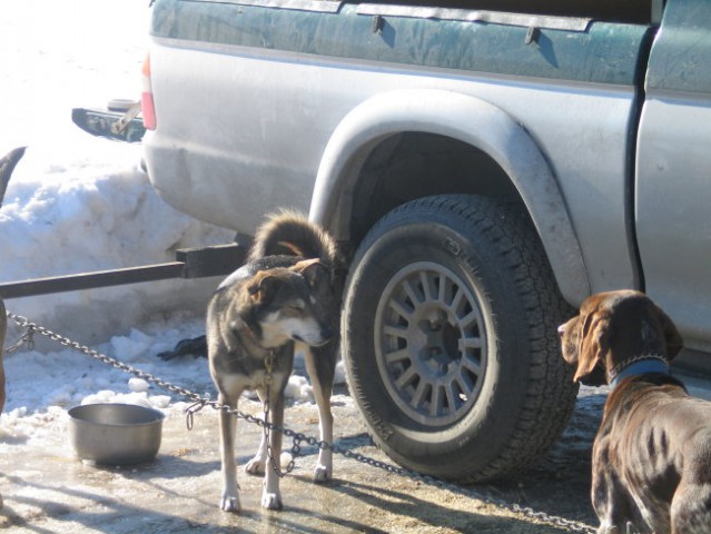 Sled dog 2006 - foto