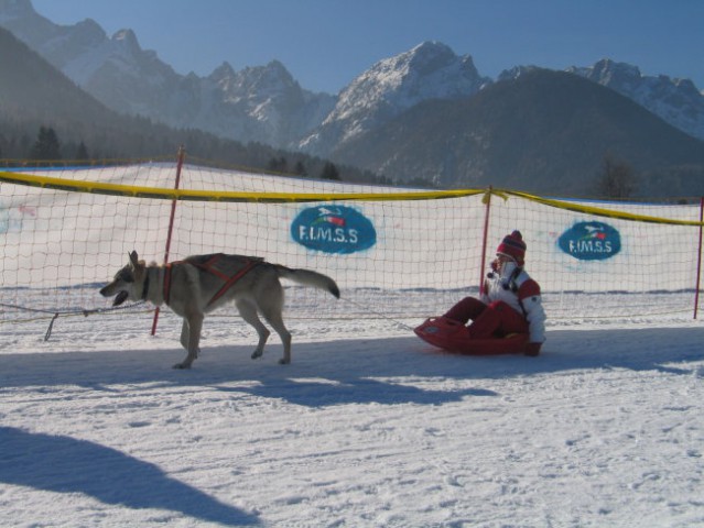 Sled dog 2006 - foto