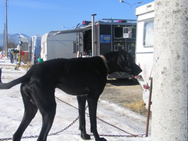 Sled dog 2006 - foto