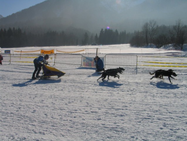 Sled dog 2006 - foto