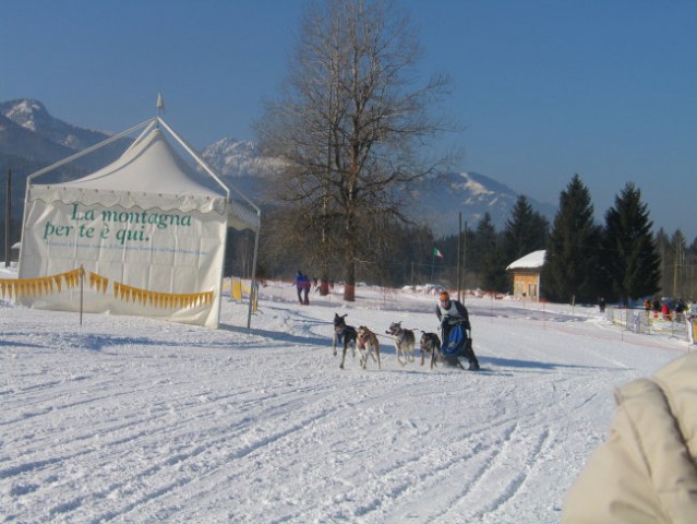 Sled dog 2006 - foto