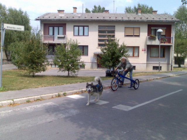 Dog bike - foto