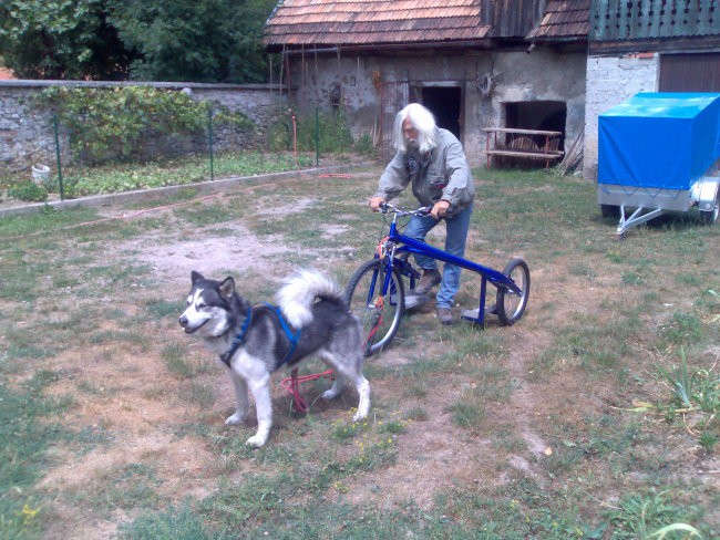 Dog bike - foto povečava