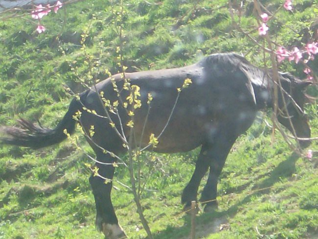 Obdelava tal - foto povečava