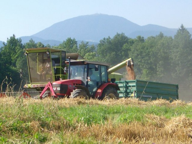 žetev - foto