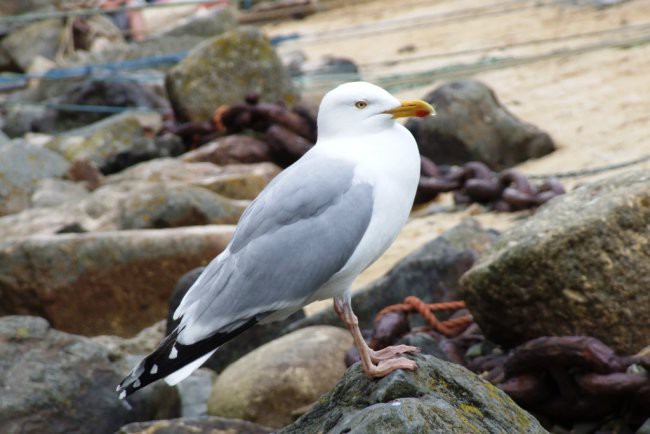 Mousehole - foto povečava