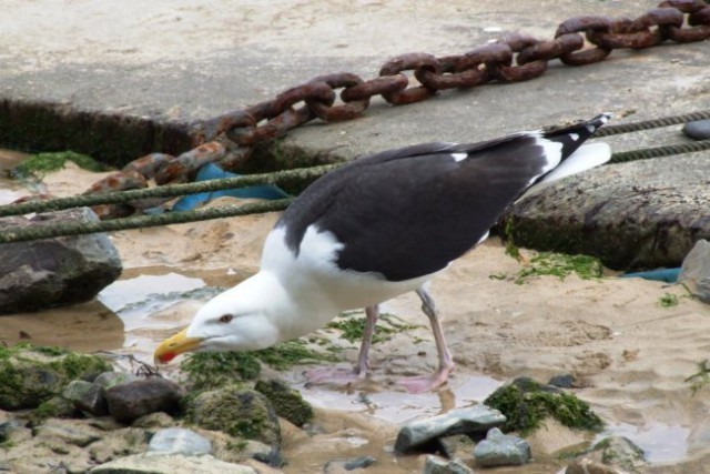 Mousehole - foto