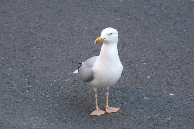 Newquay - foto povečava