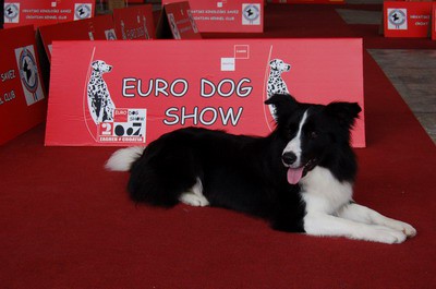 EURO DOG SHOW 2007