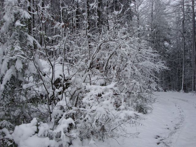 Sneg 5.12.2009 - foto