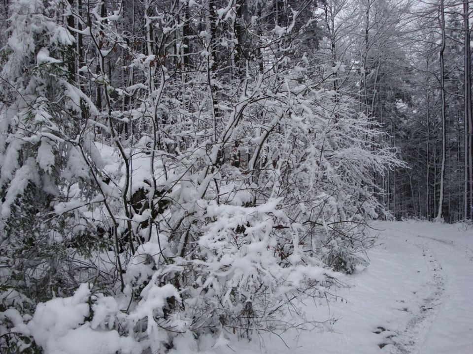Sneg 5.12.2009 - foto povečava