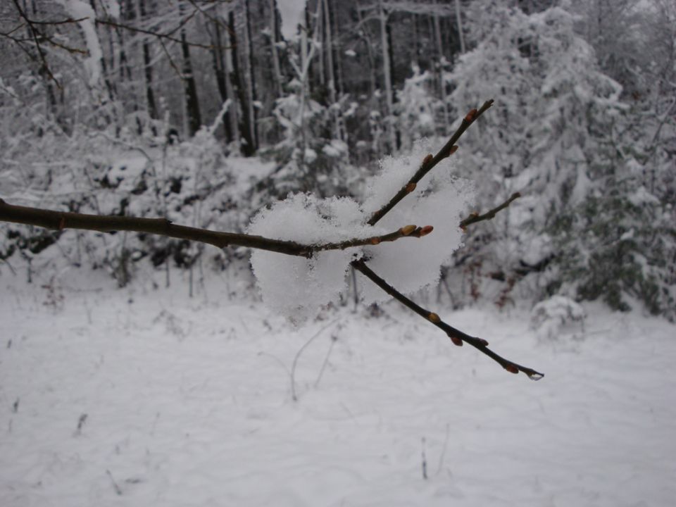 Sneg 5.12.2009 - foto povečava
