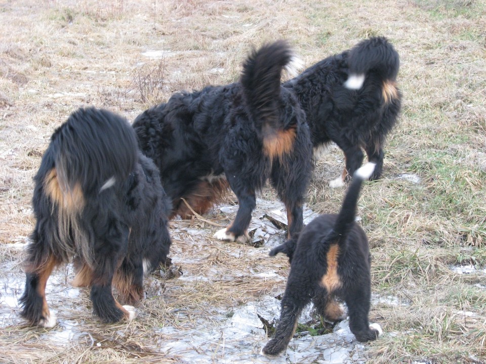 Barje 30.12.2008 - foto povečava