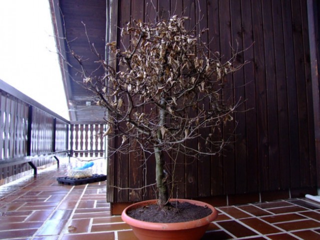 MATERIAL-BONSAI - foto