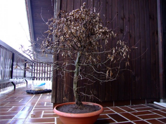 MATERIAL-BONSAI - foto