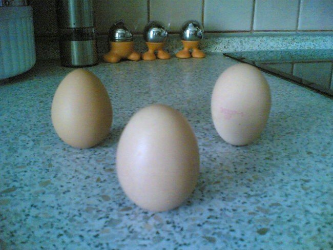 Jajca v pokončni drži - foto povečava