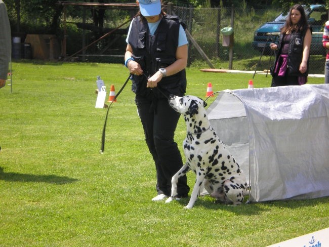 2.DRŽAVNA TEKMA Rally obedienca KD Ljubljana, - foto povečava