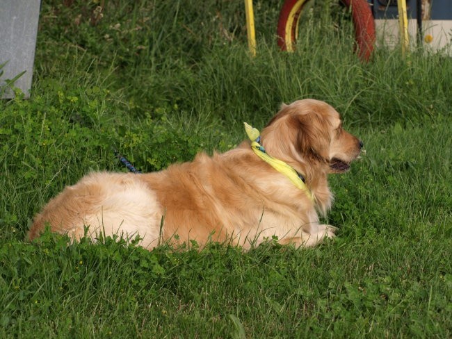 Zaključek tečaja RO I.,28.05.2008 - foto povečava