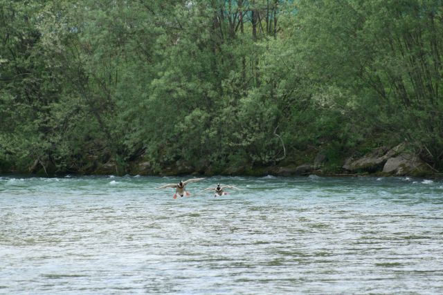 Rafting - foto