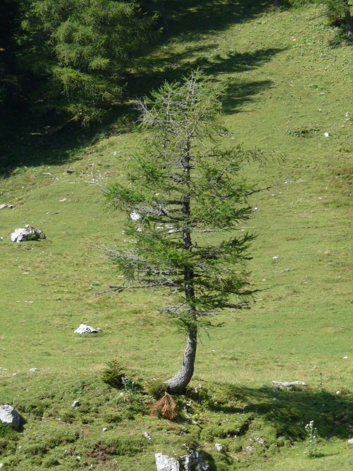 Konjščica 21.8.2011 - foto povečava