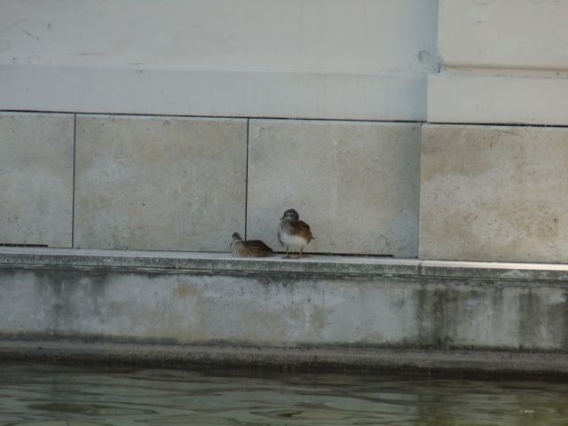 Dunaj 2011 - foto