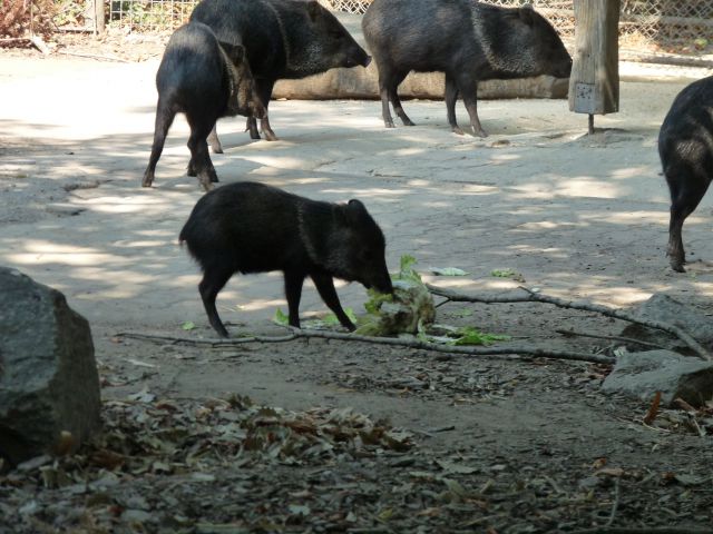 Dunaj 2011 - foto
