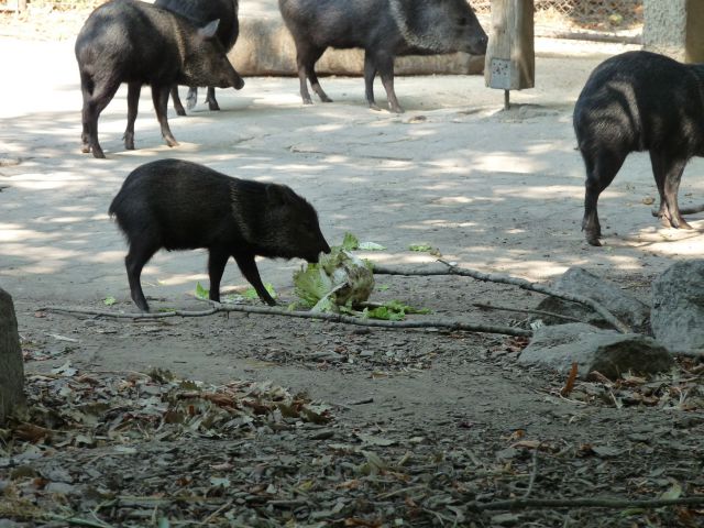 Dunaj 2011 - foto