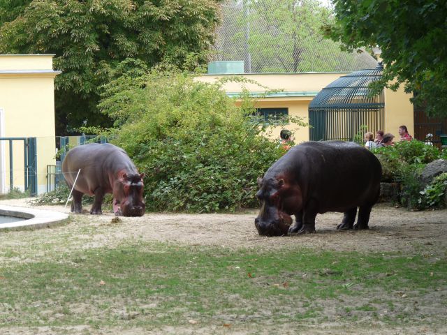 Dunaj 2011 - foto
