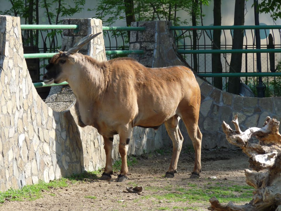 Makedonija 2012 - foto povečava