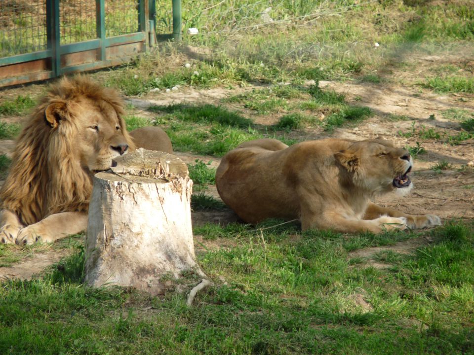 Makedonija 2012 - foto povečava