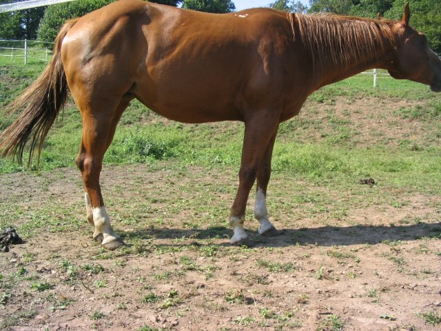 Kopita - foto