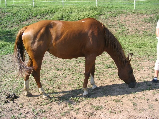 Kopita - foto