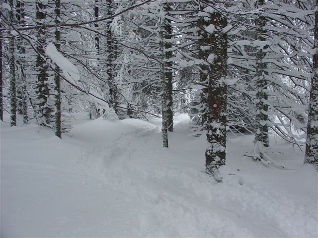 28. POHOD: Rogla - Osankarica, 7.1.2006 - foto povečava