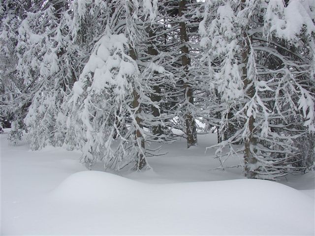 28. POHOD: Rogla - Osankarica, 7.1.2006 - foto