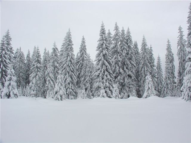 28. POHOD: Rogla - Osankarica, 7.1.2006 - foto