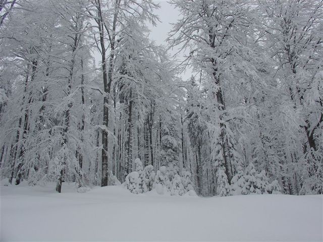 28. POHOD: Rogla - Osankarica, 7.1.2006 - foto