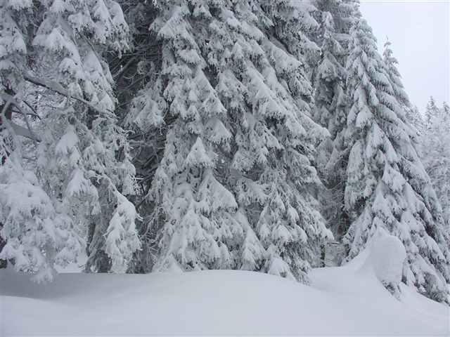 28. POHOD: Rogla - Osankarica, 7.1.2006 - foto povečava