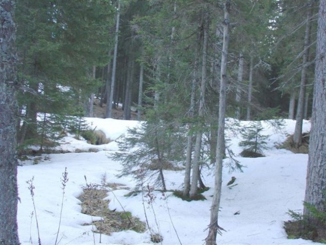 29. POHOD: Rogla - Osankarica, 13.1.2007 - foto