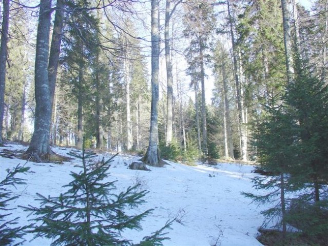 29. POHOD: Rogla - Osankarica, 13.1.2007 - foto