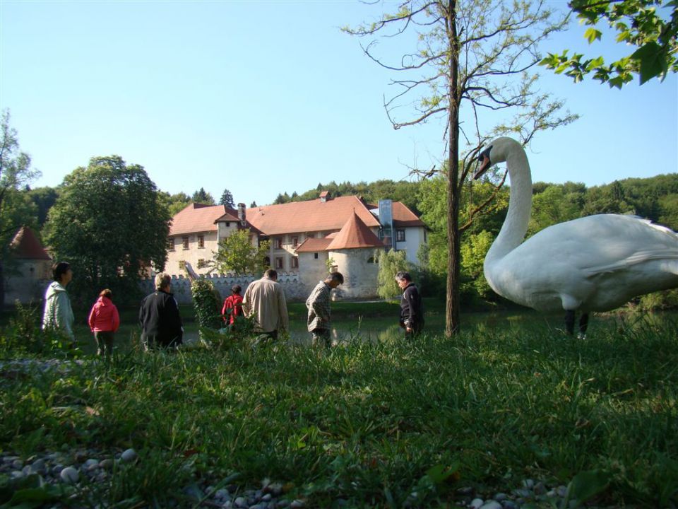 TRDINOV VRH in MIRNA GORA, 8. May 2011 - foto povečava