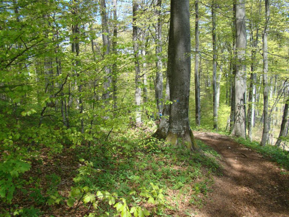 TRDINOV VRH in MIRNA GORA, 8. May 2011 - foto povečava