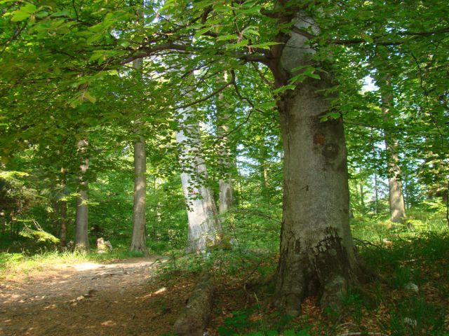 KONJIŠKA GORA, Stolpnik, 1012m) 22.5.2011 - foto