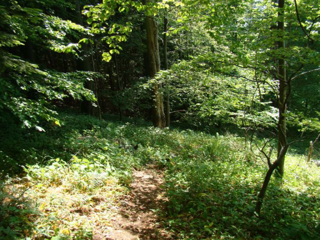 KONJIŠKA GORA, Stolpnik, 1012m) 22.5.2011 - foto